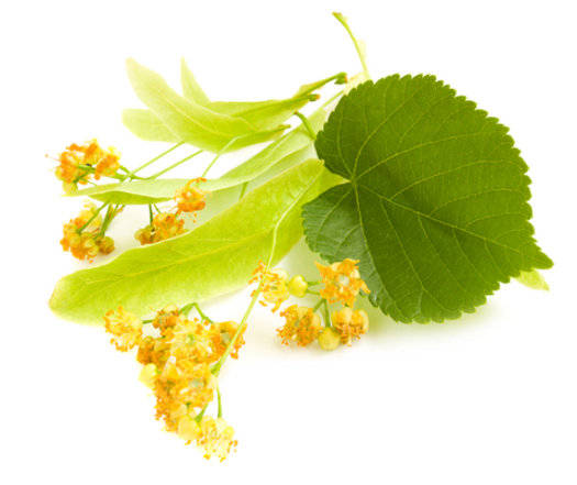 Linden/Lime Blossom Fragrance Oil - Gracefruit